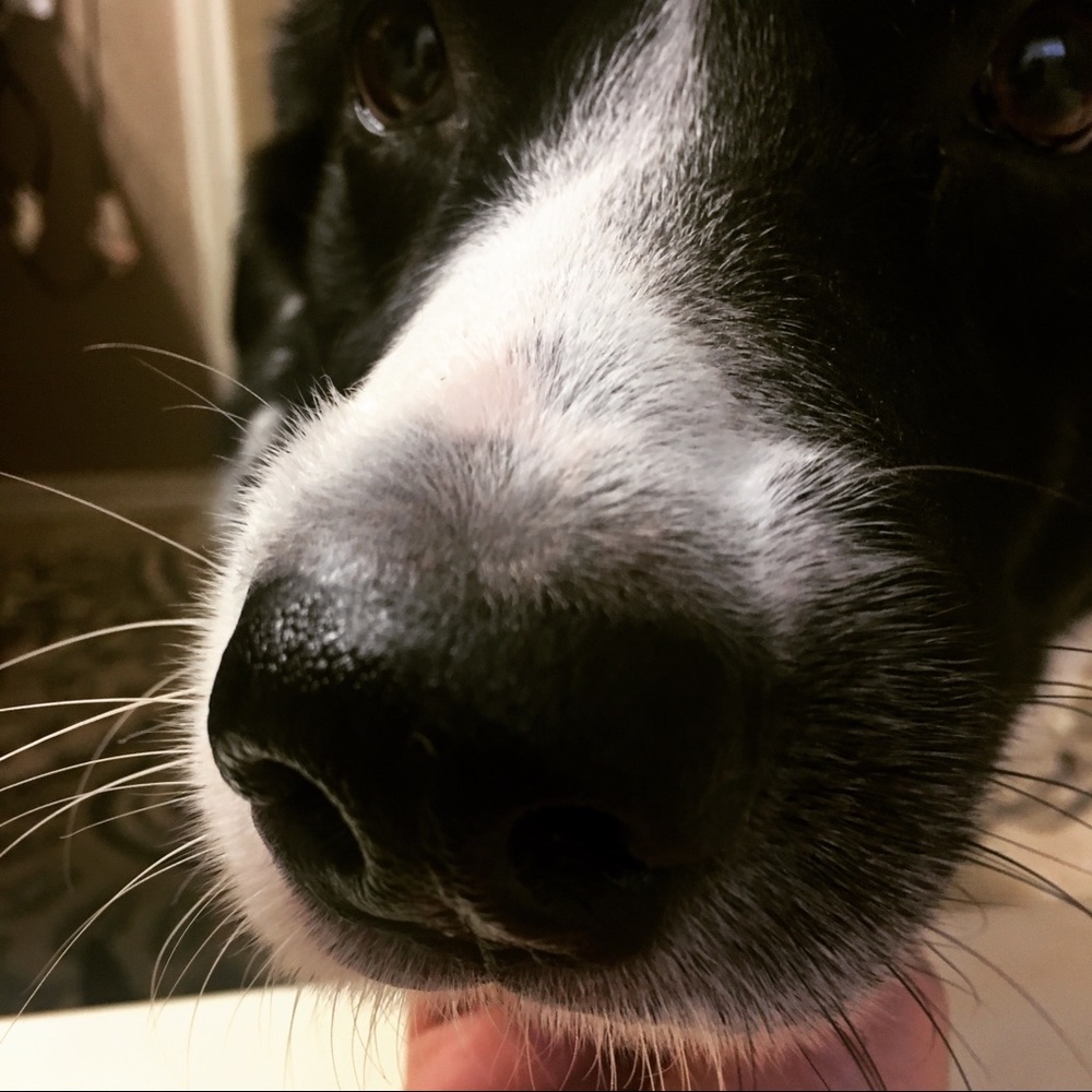 Meet your Posher, Lucie